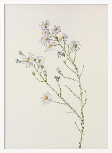 Pineland Aster From North American Wildflowers (1925) By Mary Vaux Walcott. | Poster - White Frame Interior