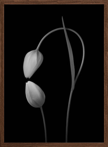 Monochrome Tulip Curves | Poster - Walnut Frame Interior