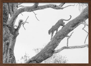 Tree Climbing Leopard | Poster - Walnut Frame Interior