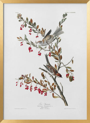 Tree Sparrow From Birds of America (1827) | Poster - Gold Frame Interior