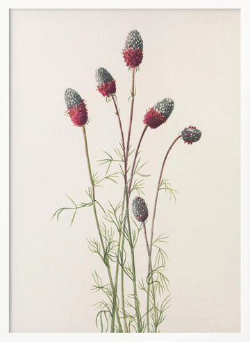 Purple Prairie Clover From North American Wildflowers (1925) By Mary Vaux Walcott | Poster - White Frame Interior