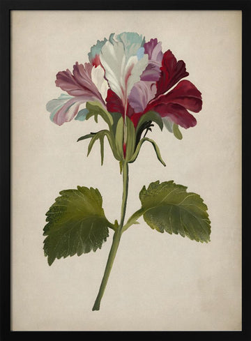 Vibrant Geranium Bloom | Poster - Black Metal Frame Interior