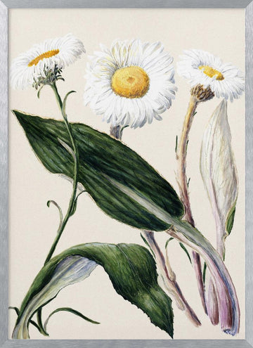 New Zealand Mountain Daisies Drawn By Sarah Featon (1848–1927 | Poster - Silver Frame Interior
