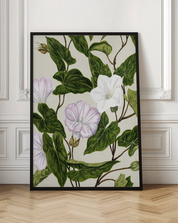 Bindweed Pohu By Sarah Featon (1848–1927) | Poster - Room Interior 1