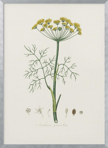 Dill (anethum Graveolens)  Medical Botany | Poster - Silver Frame Interior
