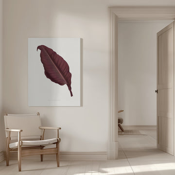 Pink Canna Atronigricans Leaf Illustration | Canvas - Room Interior 1