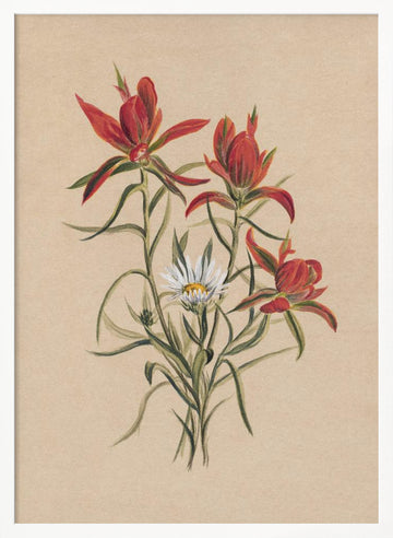 Indian Paintbrush (1883) | Poster - White Frame Interior