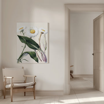 New Zealand Mountain Daisies Drawn By Sarah Featon (1848–1927 | Canvas - Room Interior 1