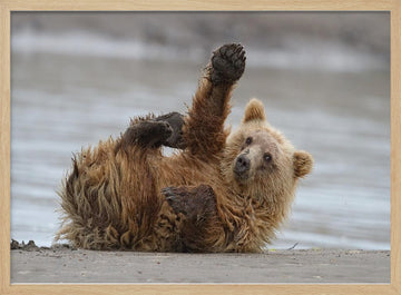 Playful Grizzly Cub | Poster - Wood Frame Interior
