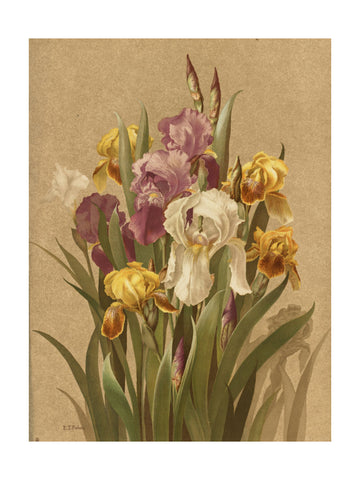 Fleur De Lis, No. 3 | Poster - Passepartout