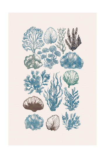Vintage Marine Flora | Poster - Passepartout