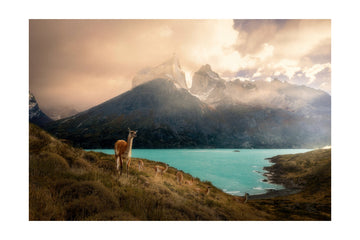 Patagonia Guanaco Peaks | Poster - Passepartout
