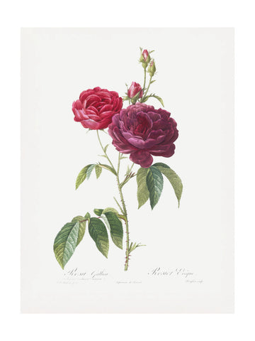 Purple French Rose, Les Roses (1817–1824) | Poster - Passepartout