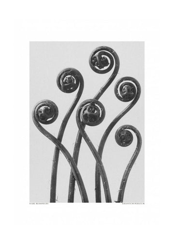 Adiantum pedatum | Poster - Passepartout
