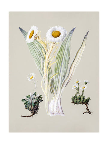 White Mountain Musk Drawn By Sarah Featon (1848–1927) | Poster - Passepartout
