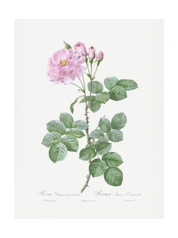 Aurora Poniatowska, Les Roses (1817–1824) | Poster - Passepartout