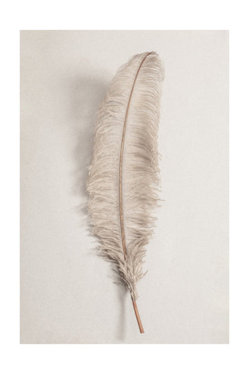 Delicate Light Feather | Poster - Passepartout