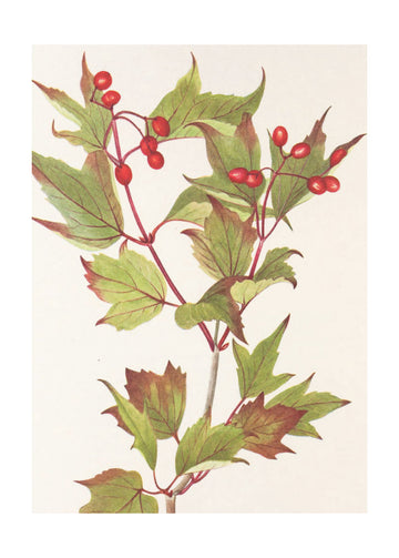 Guelder Rose From North American Wildflowers (1925) By Mary Vaux Walcott. | Poster - Passepartout