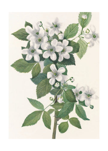 Highbush Blackberry From North American Wildflowers (1925) By Mary Vaux Walcott. | Poster - Passepartout