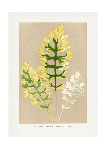 Cineraria Maritima Fairbairnianum Leaf Illustration | Poster - Passepartout