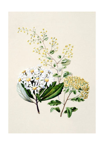 Senecio Drawn By Sarah Featon (1848–1927) | Poster - Passepartout
