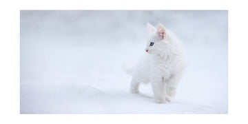 White Kitten in Snow | Poster - Passepartout