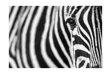 Zebra's Intense Eye | Poster - Passepartout