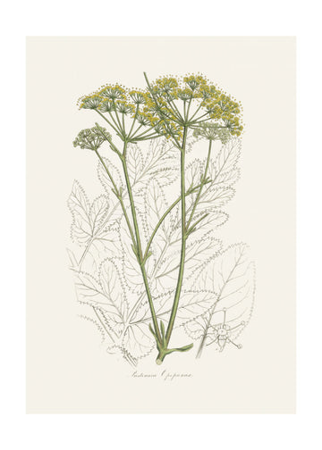 Opobalsam (pastinaca Opopanax)  Medical Botany | Poster - Passepartout