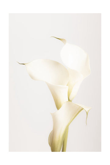 Elegant Calla Lilies | Poster - Passepartout