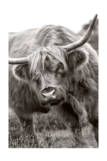 Majestic Highland Cow | Poster - Passepartout