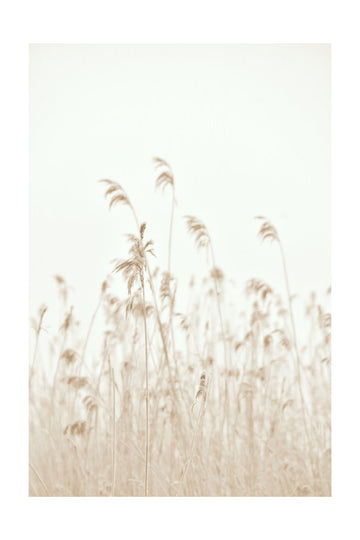 Soft Swaying Reeds | Poster - Passepartout