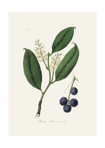 Cherry Laurel (prunus Laurocerasus) Medical Botany | Poster - Passepartout