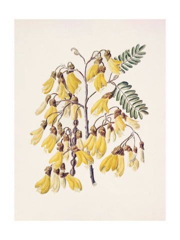 Kowhai Drawn By Sarah Featon (1848–1927) | Poster - Passepartout