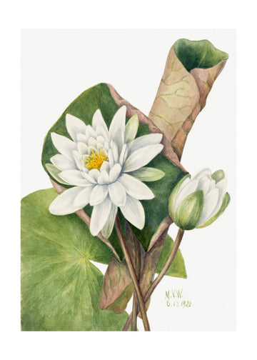 American Waterlily (1920) | Poster - Passepartout
