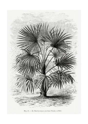 Vintage Palm Tree Drawing Xi | Poster - Passepartout
