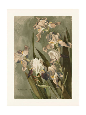 Study of Iris | Poster - Passepartout