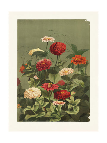 Zinnias By Ellen Thayer Fisher | Poster - Passepartout
