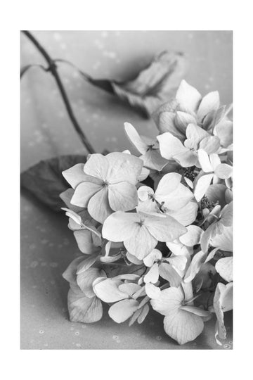 Monochrome Hydrangea Still Life | Poster - Passepartout