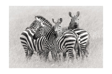 Wild Zebra Herd | Poster - Passepartout