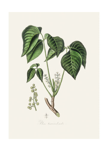 Poison Ivy (rhus Toxicodendron) Medical Botany | Poster - Passepartout