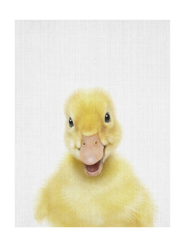 Smiling Baby Duck | Poster - Passepartout