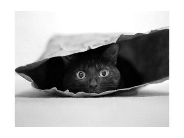 Curious Black Cat | Poster - Passepartout