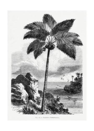 Vintage Palm Tree Drawing I | Poster - Passepartout