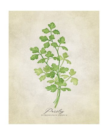 Green Parsley Botanical | Poster - Passepartout