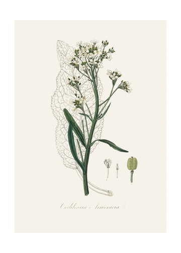 Horseradish (cochlearia Armoracia)  Medical Botany | Poster - Passepartout