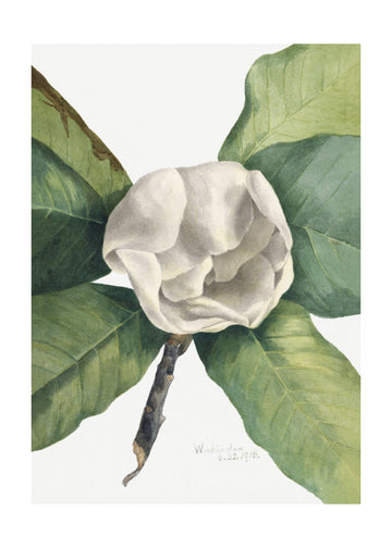 Southern Magnolia (1918) | Poster - Passepartout