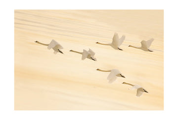 Golden Swans Soaring | Poster - Passepartout