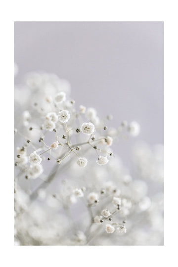 White Breath Flowers | Poster - Passepartout