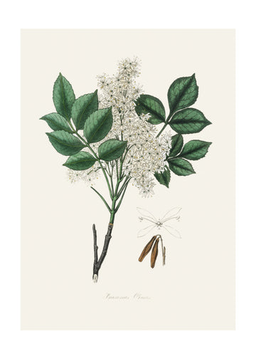 Manna Ash (fraxinus Ornus) Medical Botany | Poster - Passepartout