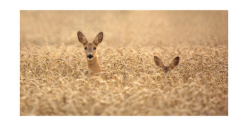 Curious Deer in Golden Wheat | Poster - Passepartout